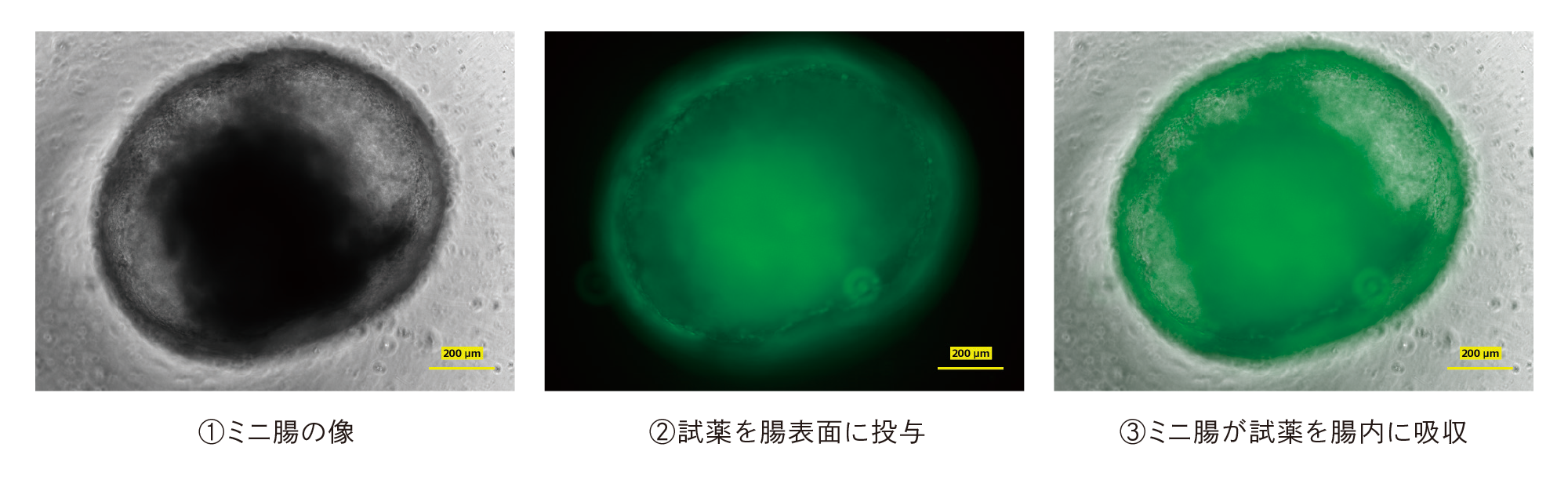 ミニ腸が試薬を腸内に吸収していくフロー図